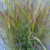 Panicum Shenandoah